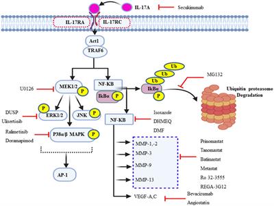 The role of Th-17 cells and IL-17 in the metastatic spread of breast cancer: As a means of prognosis and therapeutic target